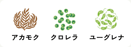 アカモク、クロレラ、ユーグレナ